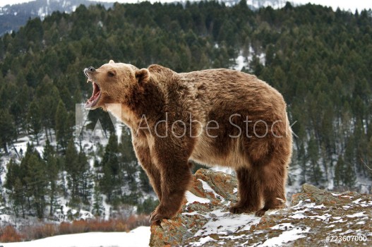 Picture of Angry Grizzly Bear on Rocks